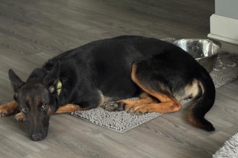 OKRA, a Adoptable mixed breed in Carroll, OH image 5/6