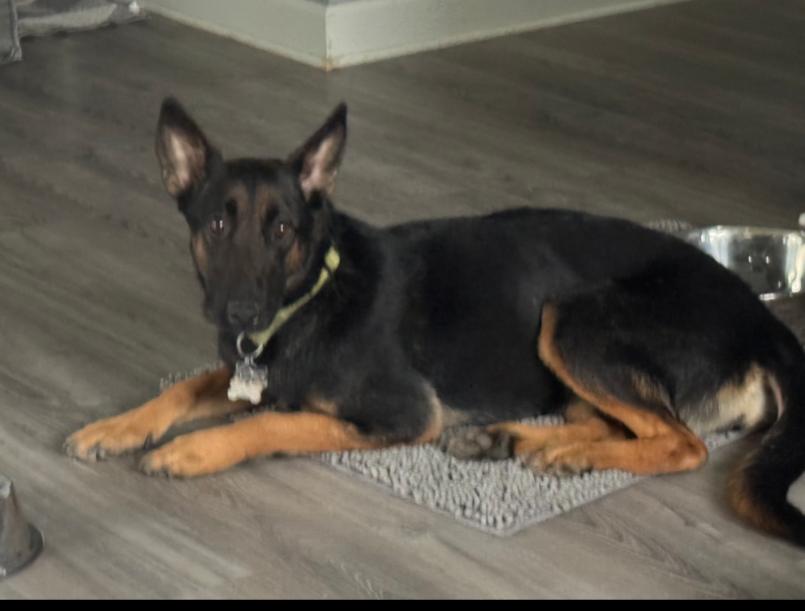 OKRA, Adoptable, Adult Female Belgian Shepherd / Malinois & German Shepherd Dog.