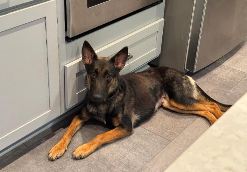 OKRA, Adoptable, Adult Female Belgian Shepherd / Malinois & German Shepherd Dog.