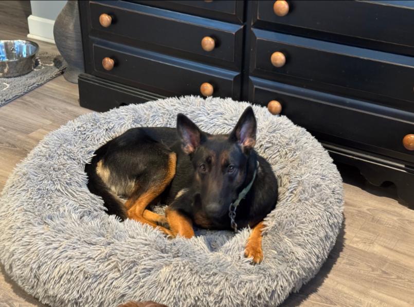 OKRA, a Adoptable mixed breed in Carroll, OH image 6/6