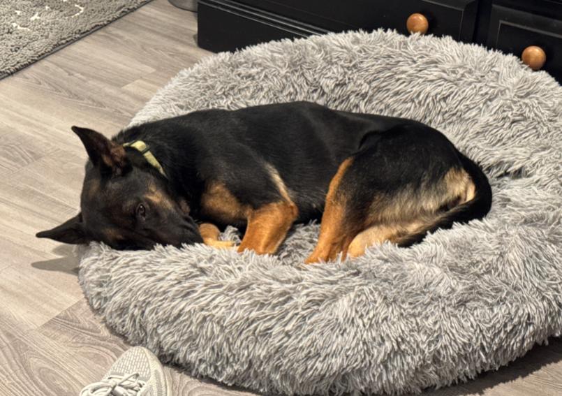 OKRA, a Adoptable mixed breed in Carroll, OH image 4/6