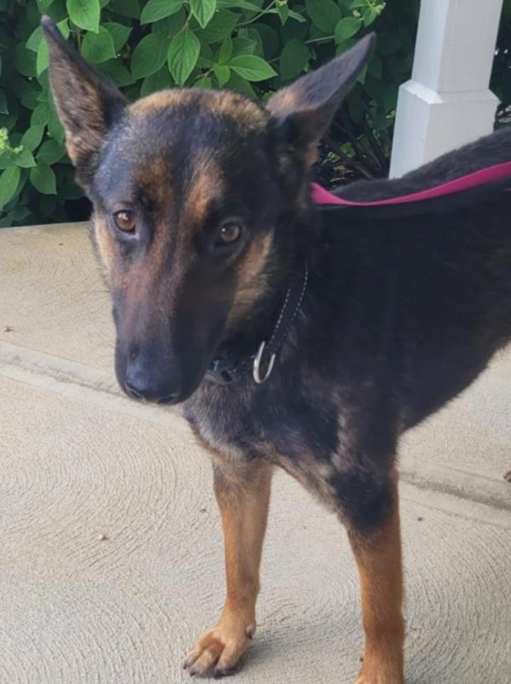 OKRA, a Adoptable mixed breed in Carroll, OH image 3/6