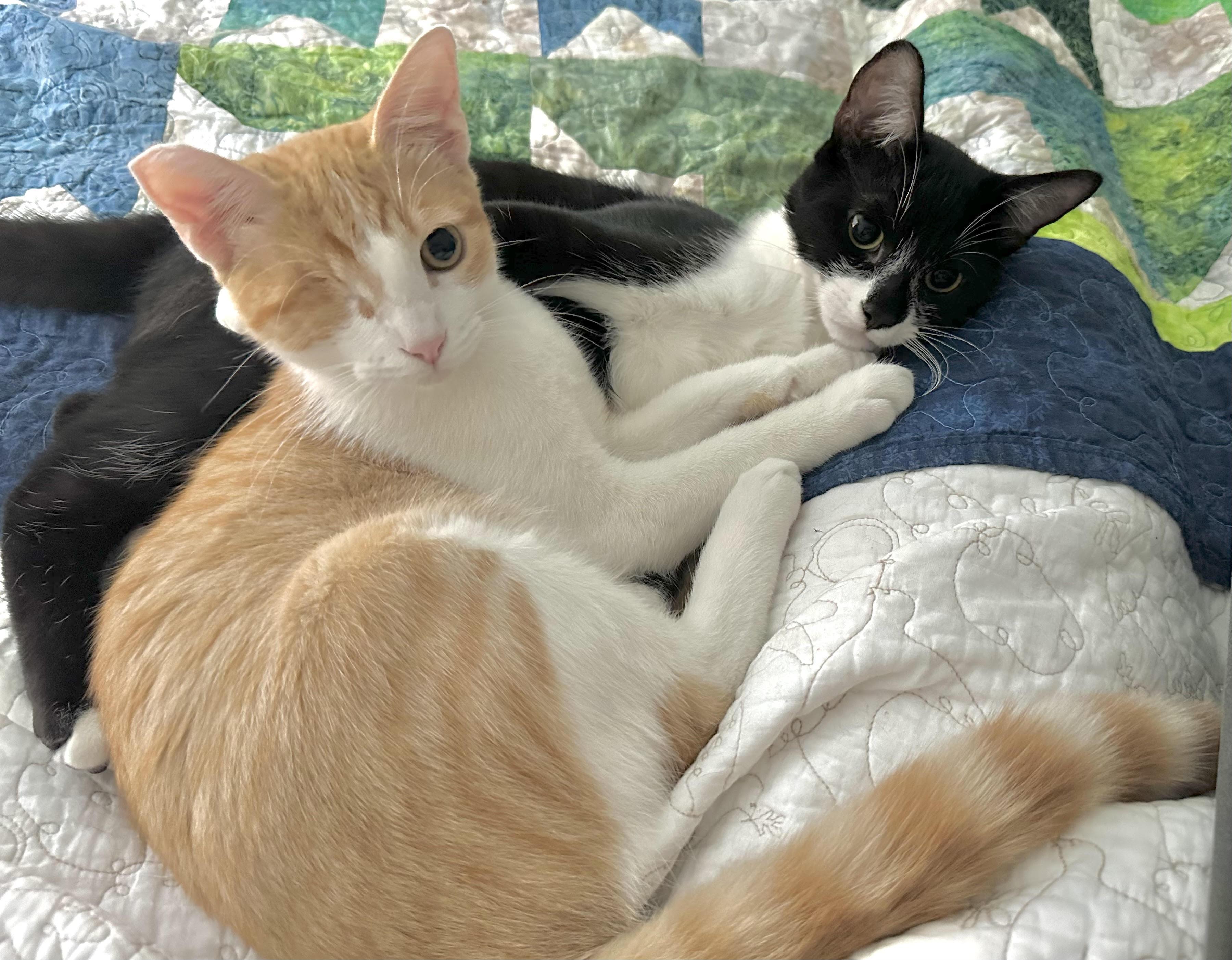 Jack, Adoptable, Kitten Male Domestic Short Hair.