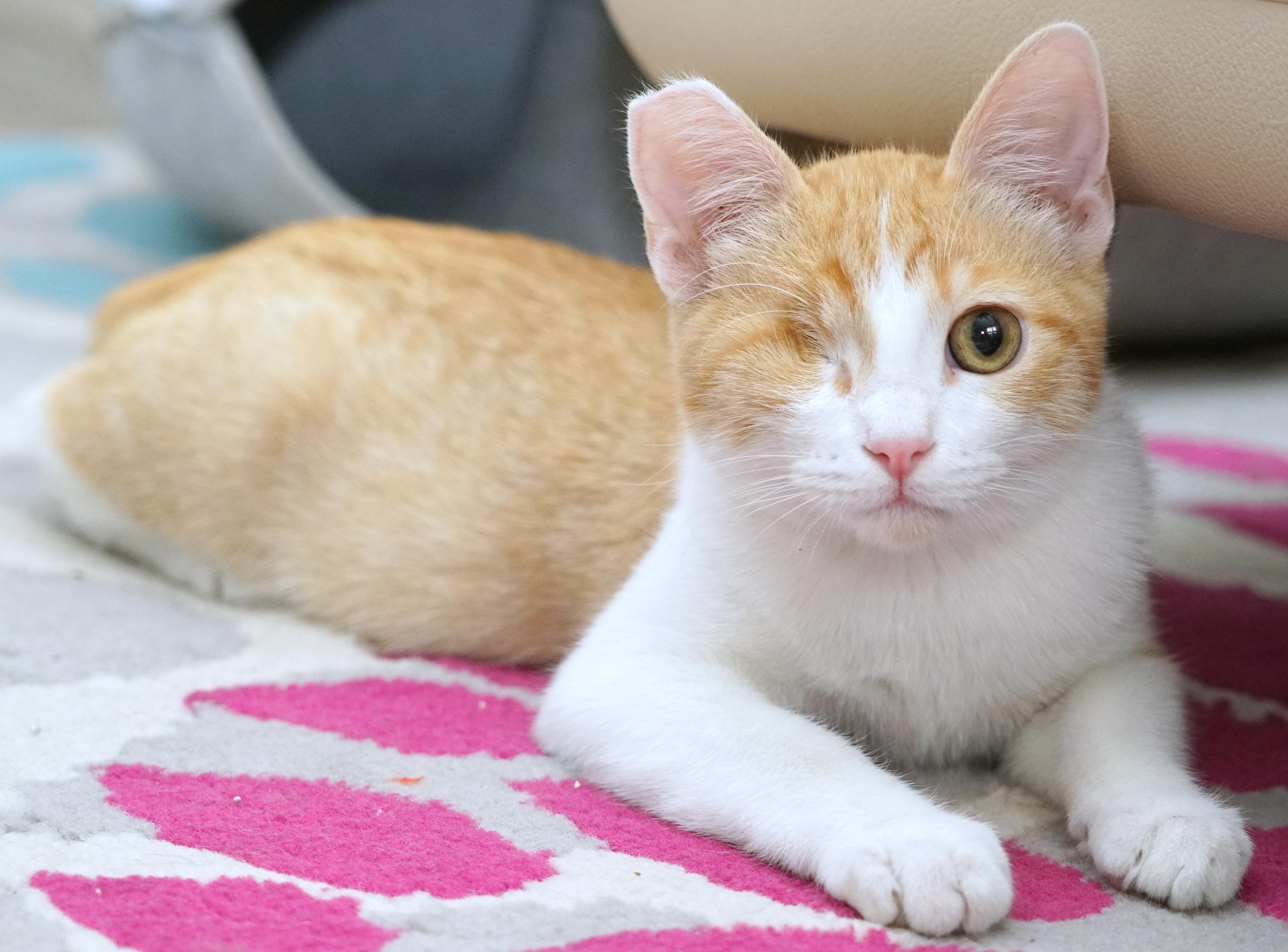 Enlarge Jack, a Adoptable Domestic Short Hair in Rocklin, CA image 2/6