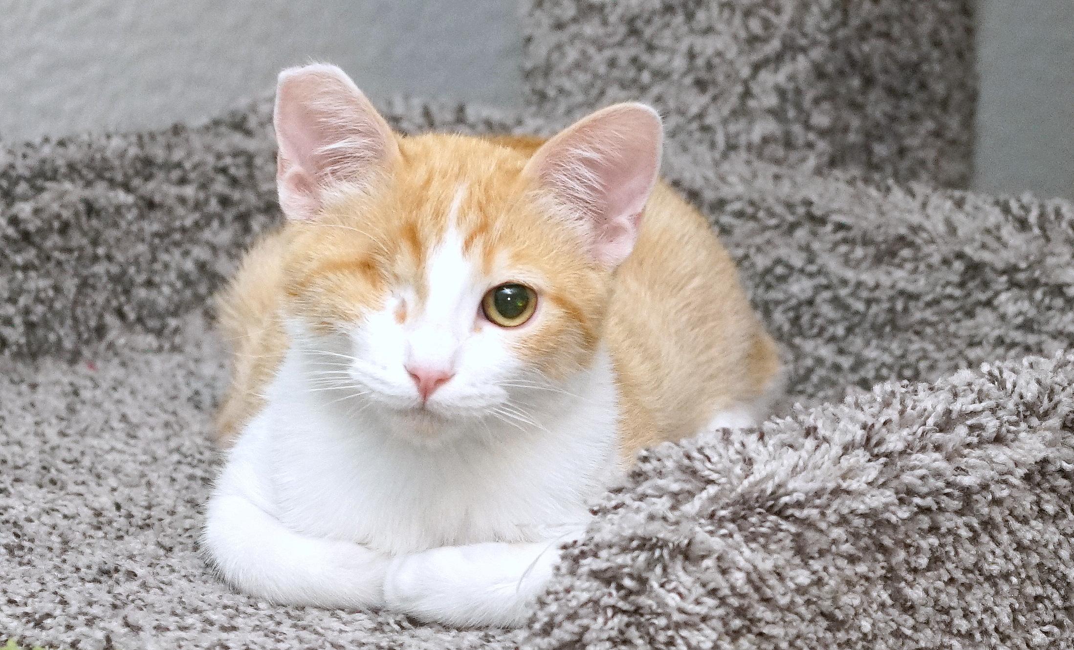 Enlarge Jack, a Adoptable Domestic Short Hair in Rocklin, CA image 3/6