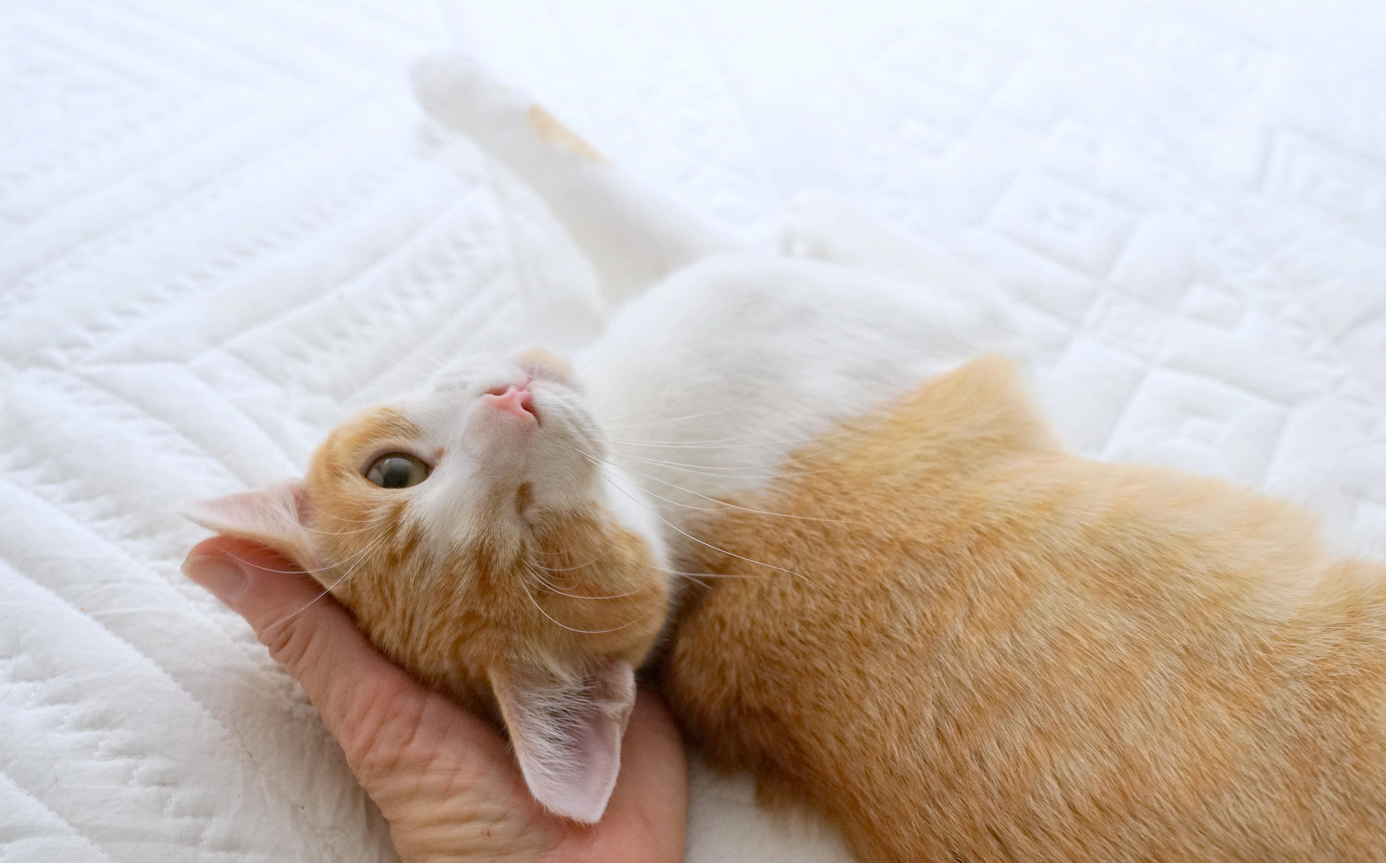 Enlarge Jack, a Adoptable Domestic Short Hair in Rocklin, CA image 4/6