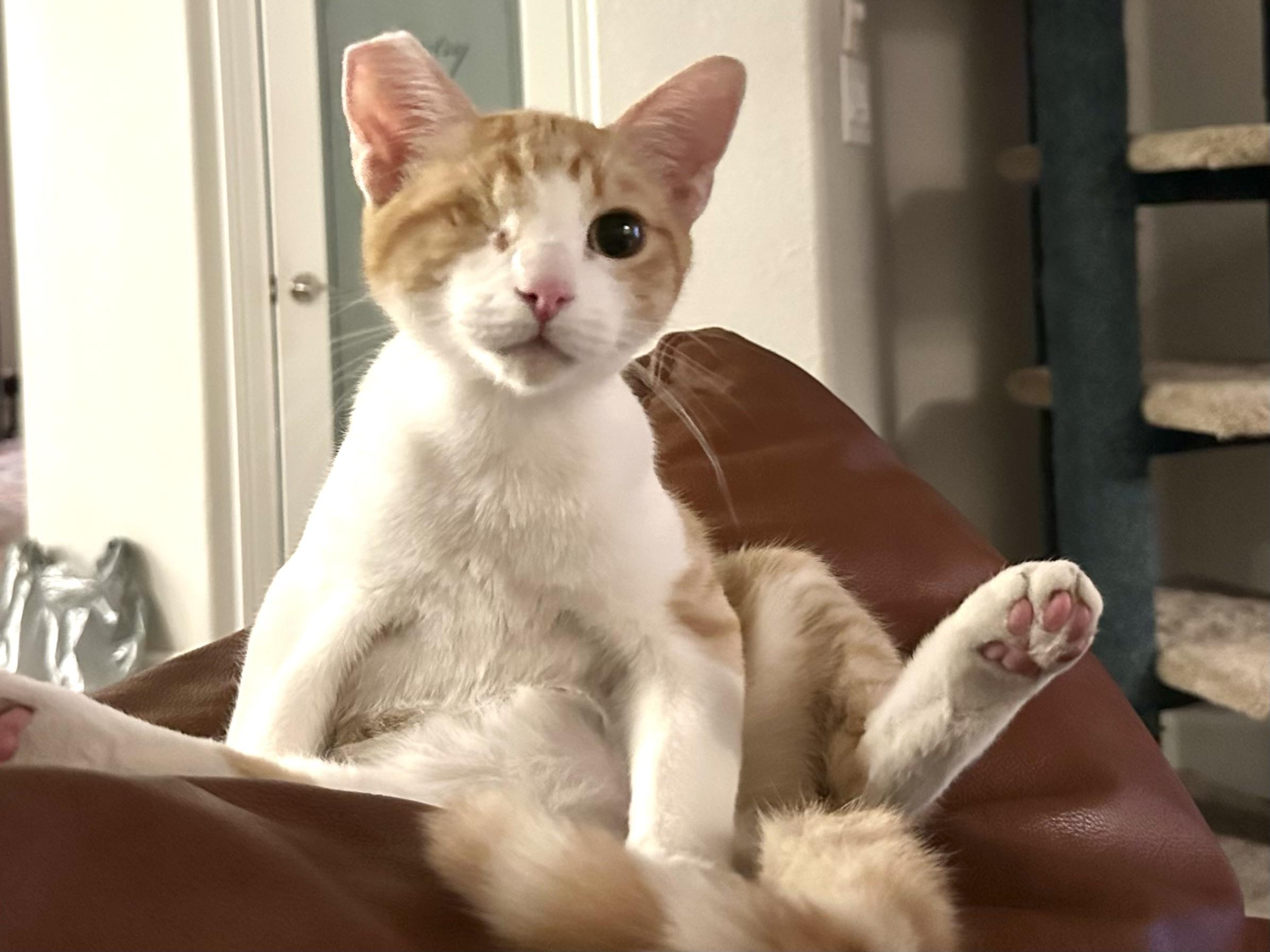 Enlarge Jack, a Adoptable Domestic Short Hair in Rocklin, CA image 5/6