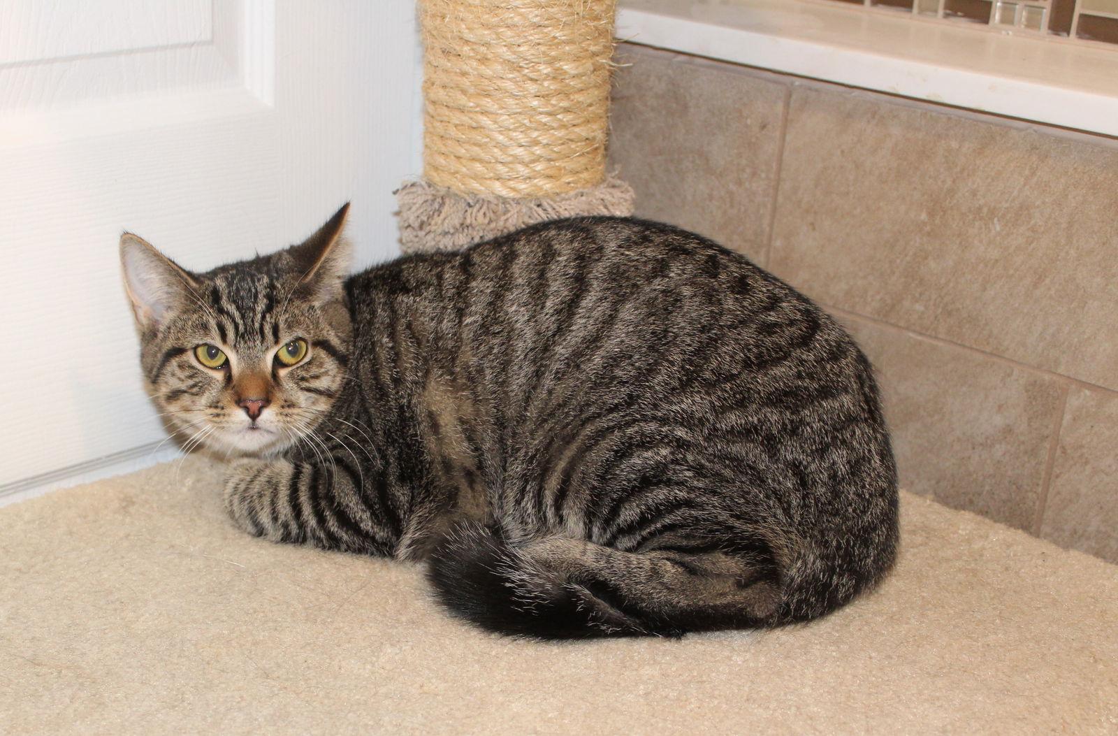Heath, Adoptable, Young Male Tabby & Domestic Short Hair.