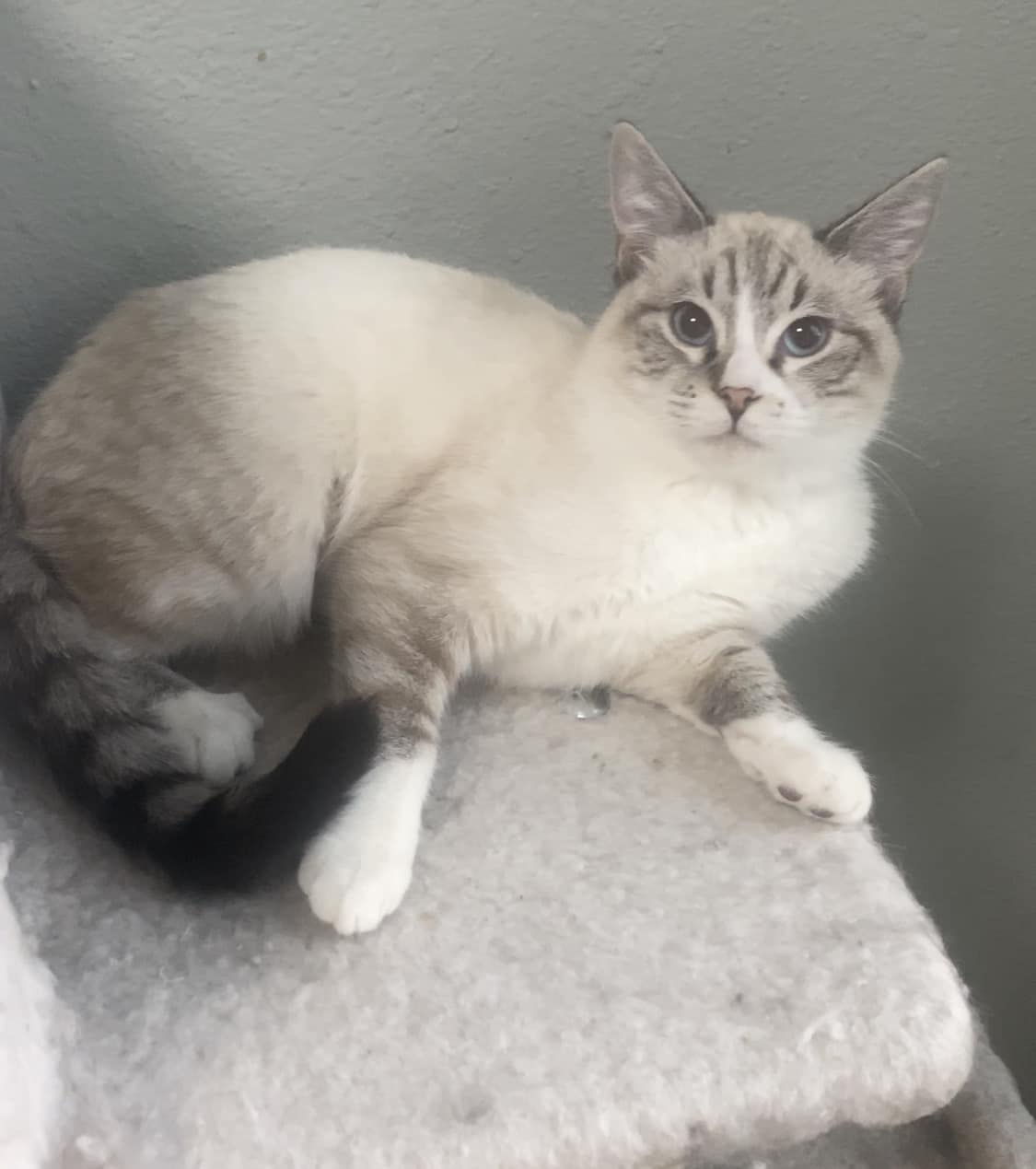 Enlarge Julianne, a Adopted Siamese in Weatherford, TX image 1/1