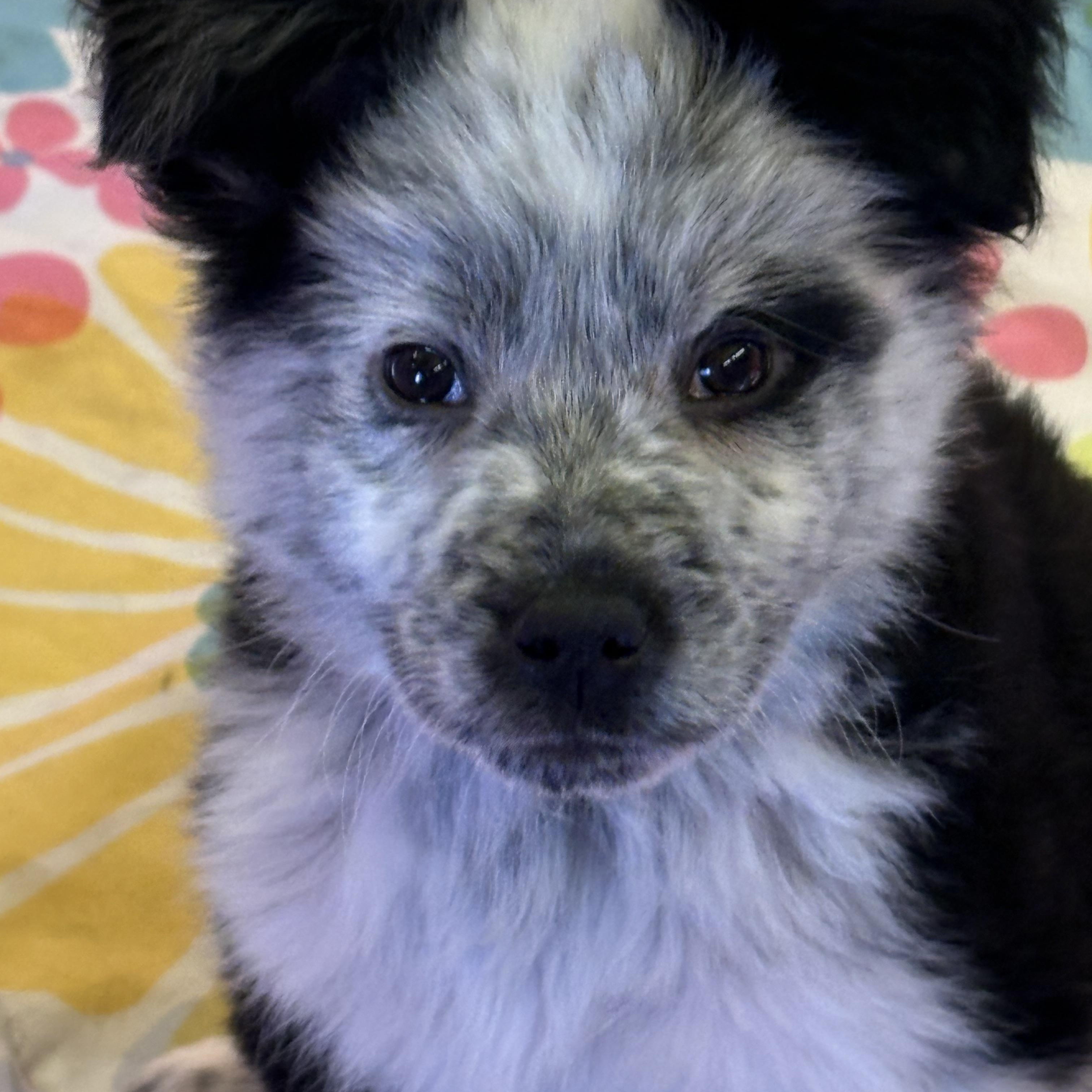 Enlarge Alf, an adopted Australian Cattle Dog / Blue Heeler in Cheyenne, WY image 1/2