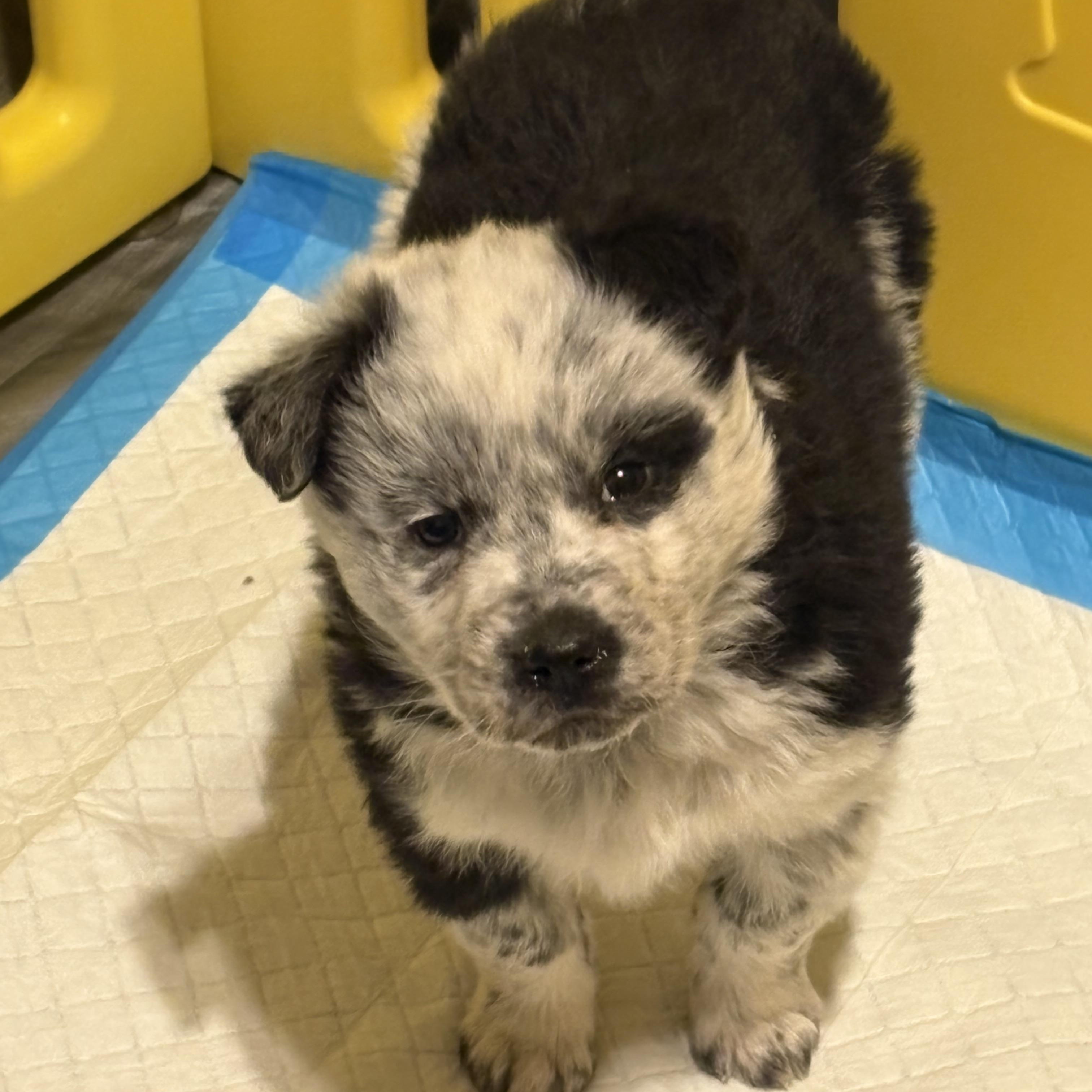 Enlarge Alf, an adopted Australian Cattle Dog / Blue Heeler in Cheyenne, WY image 2/2