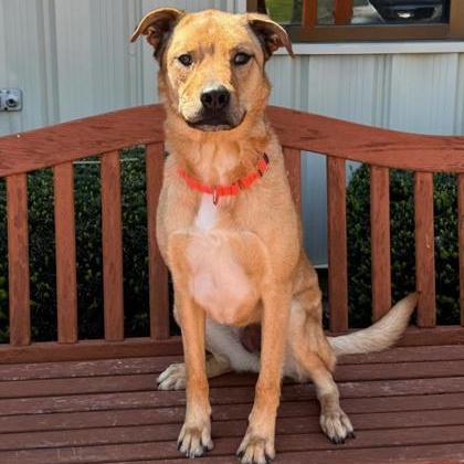 Luna, ADOPTABLE, Adult Female Mixed Breed.