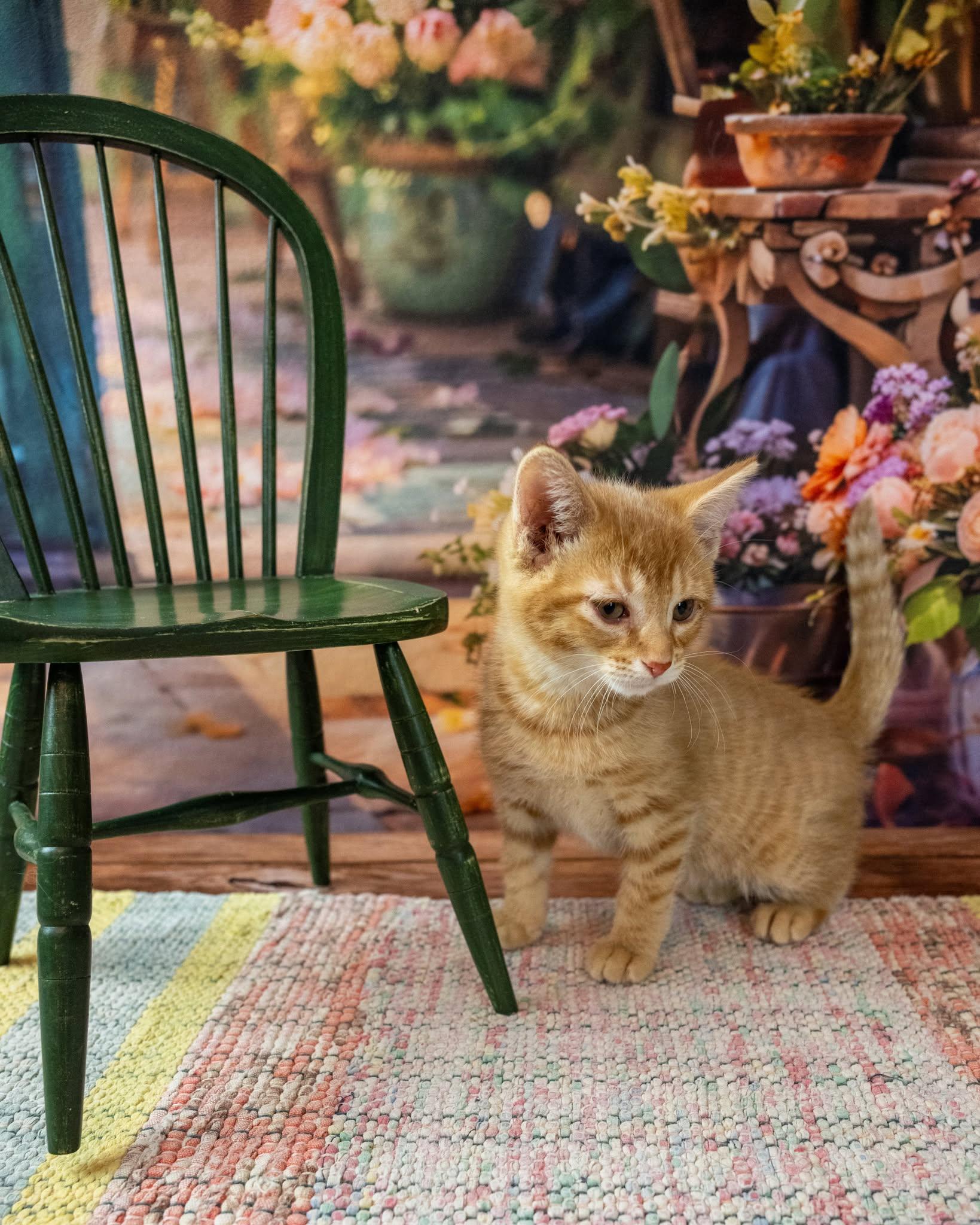 Enlarge Lolli, an adopted Domestic Short Hair in Lapeer, MI image 2/5