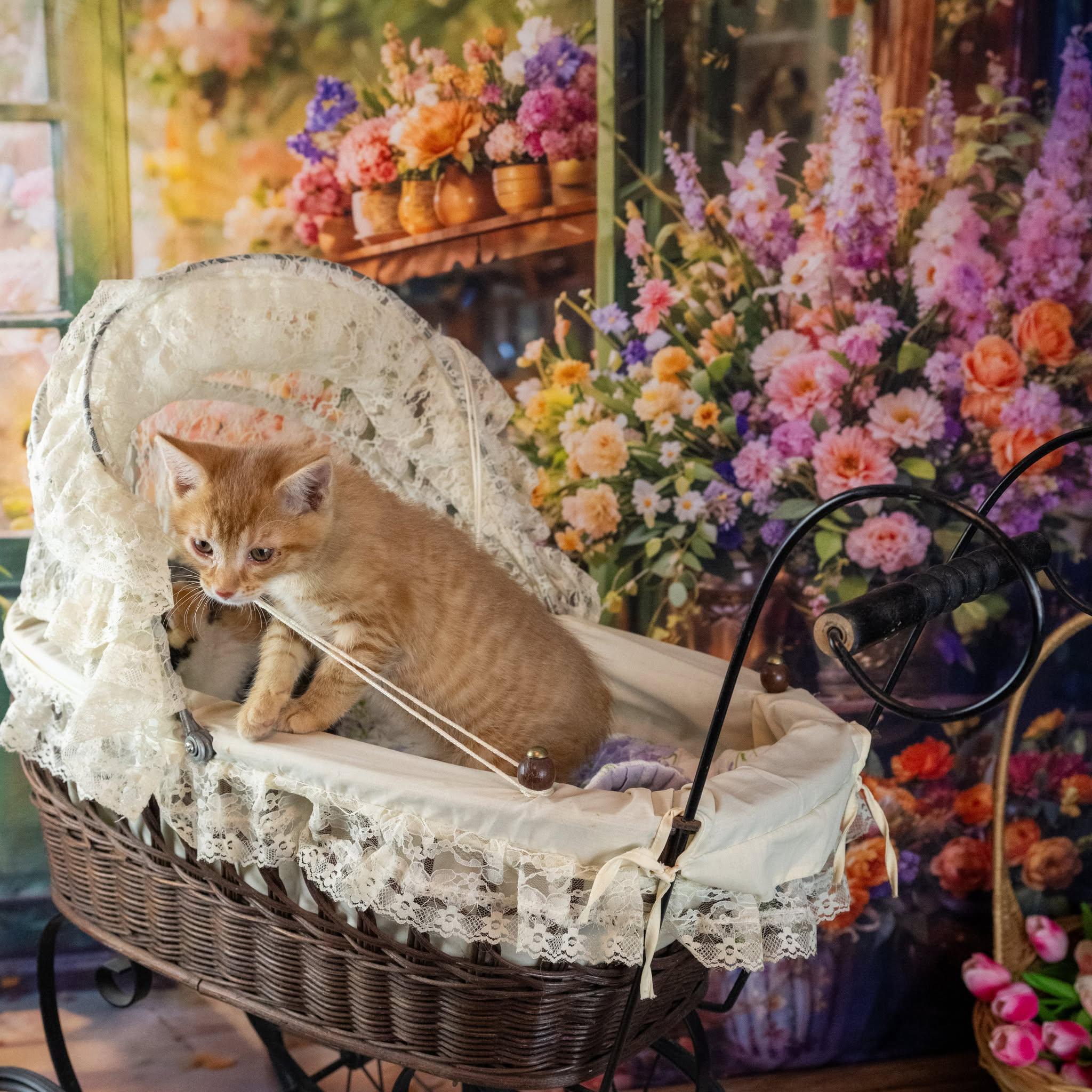 Enlarge Lolli, an adopted Domestic Short Hair in Lapeer, MI image 3/5