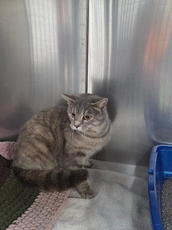 Enlarge Lavender , an adopted Domestic Short Hair in Saint Charles, MO image 2/2