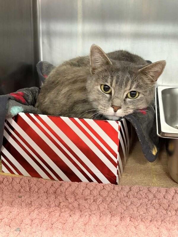 Lavender , adopted, Adult Female Domestic Short Hair.