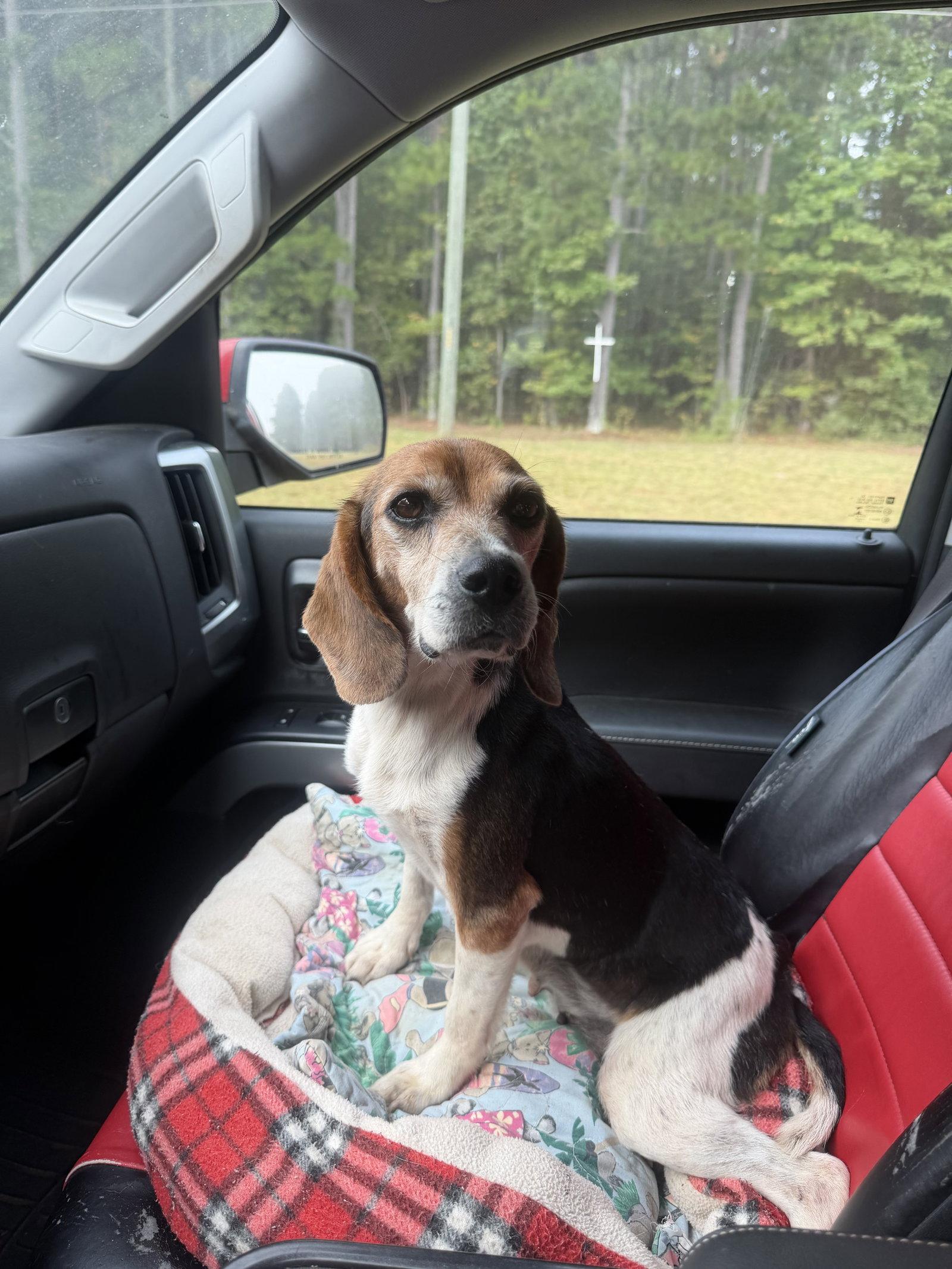 Quinnley, Adoptable, Young Female Beagle.
