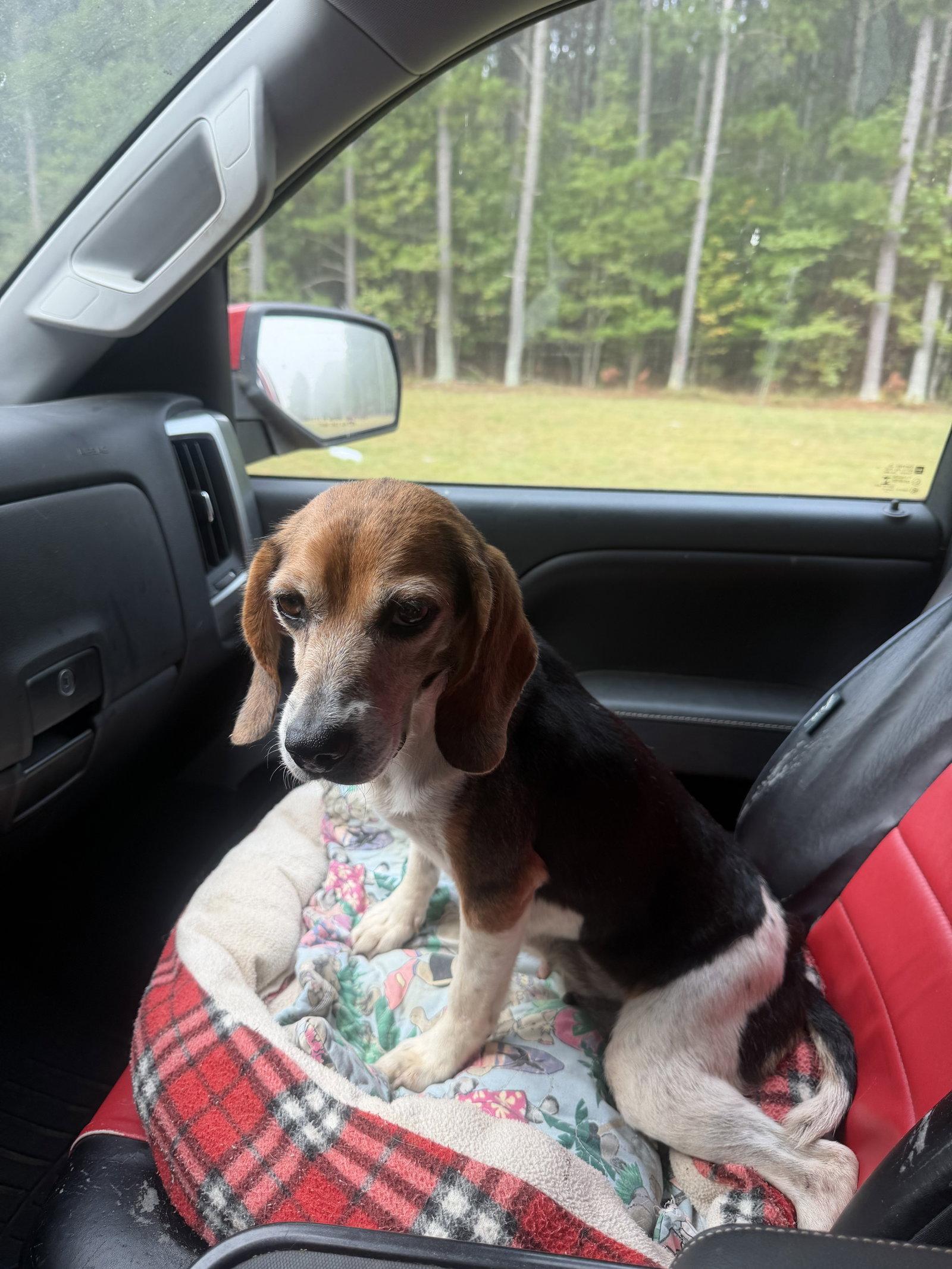 Enlarge Quinnley, a Adoptable Beagle in Raleigh, NC image 2/3