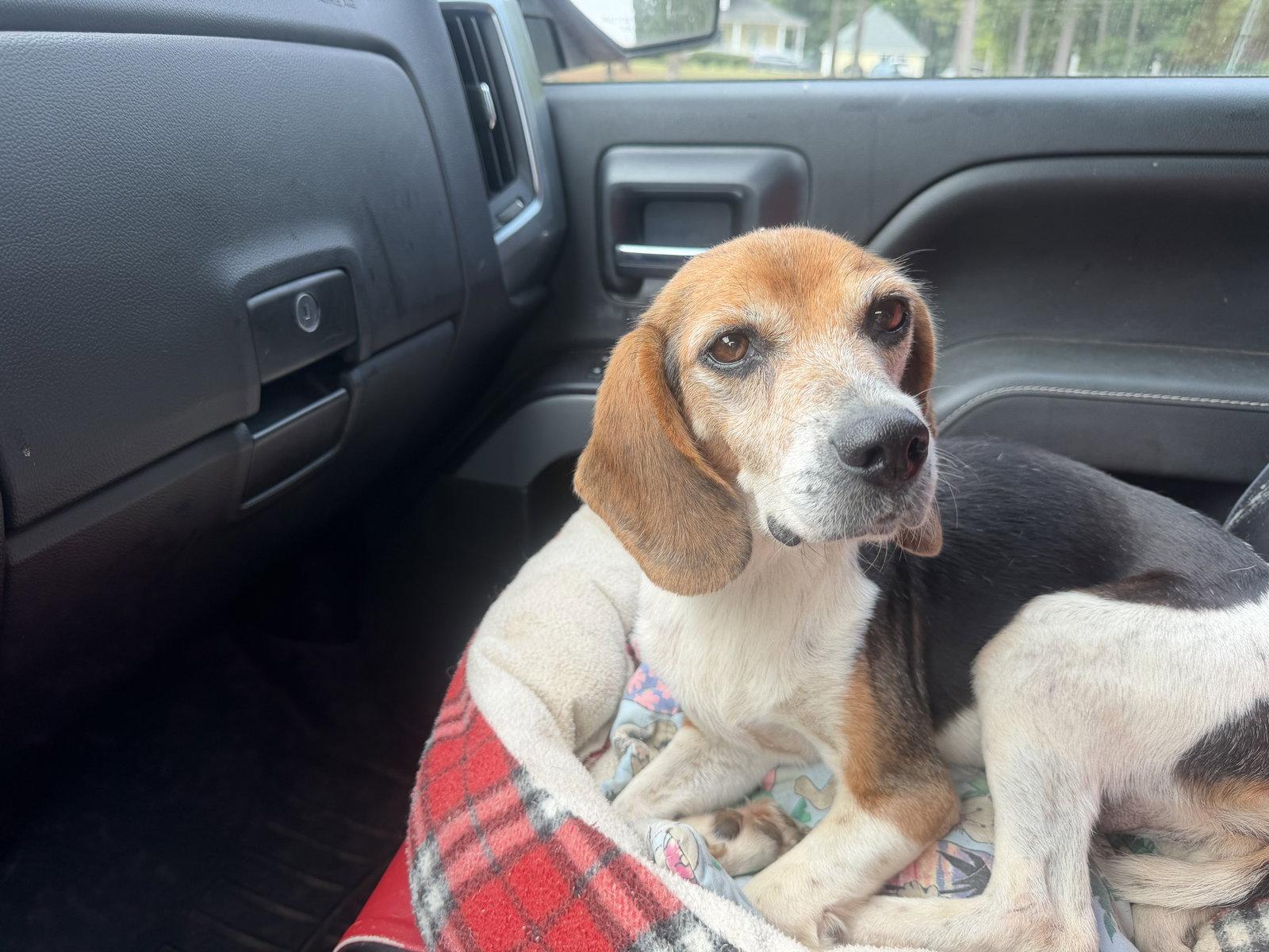 Enlarge Quinnley, a Adoptable Beagle in Raleigh, NC image 3/3