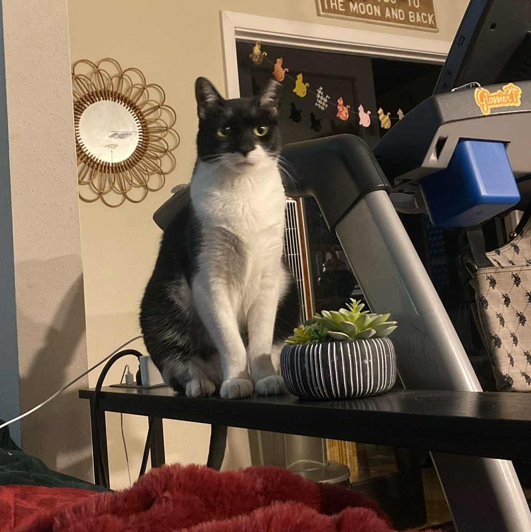 Bruce Wayne, ADOPTABLE, Adult Male Tuxedo.