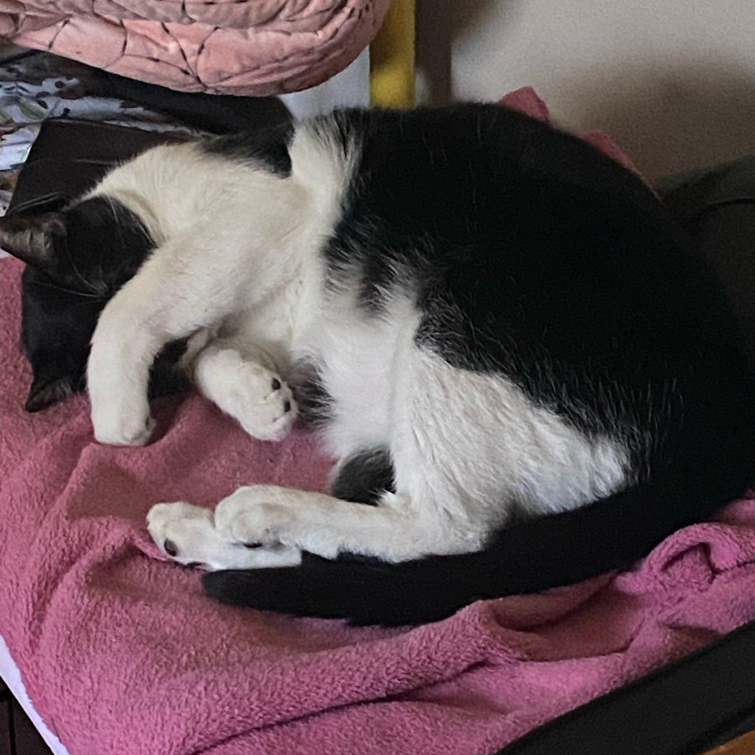 Bruce Wayne, a ADOPTABLE mixed breed in Redmond, WA image 5/5