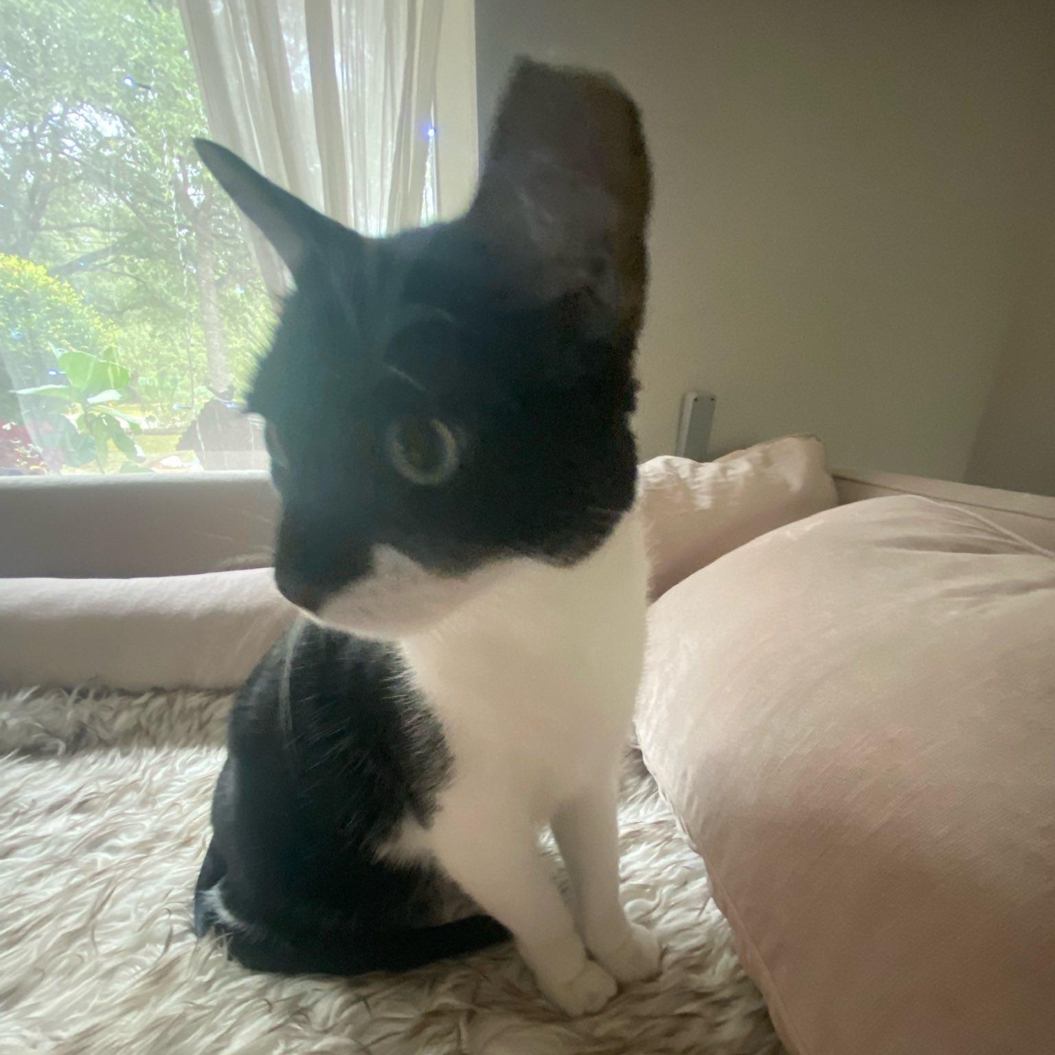 Bruce Wayne, a ADOPTABLE mixed breed in Redmond, WA image 3/5