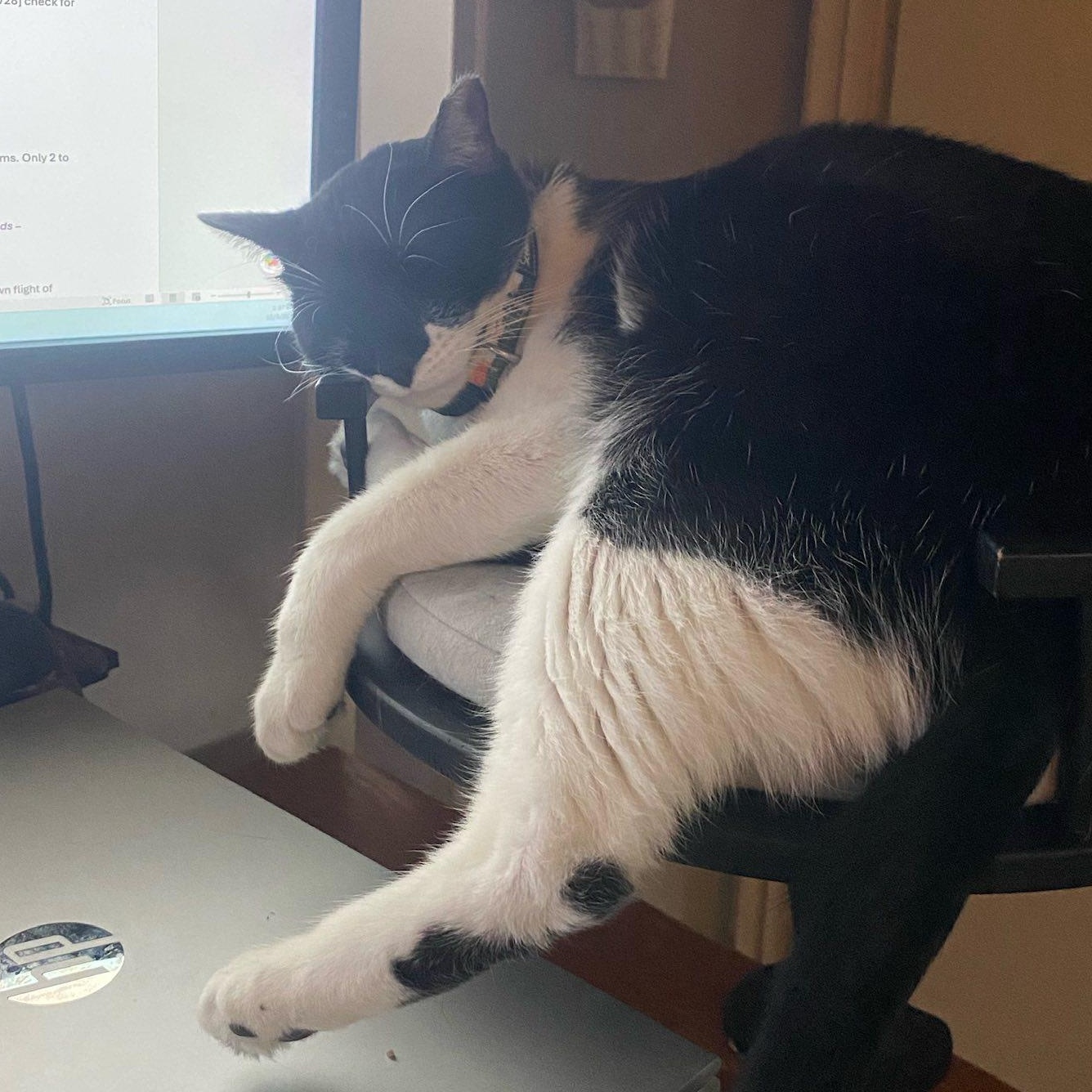 Bruce Wayne, a ADOPTABLE mixed breed in Redmond, WA image 2/5