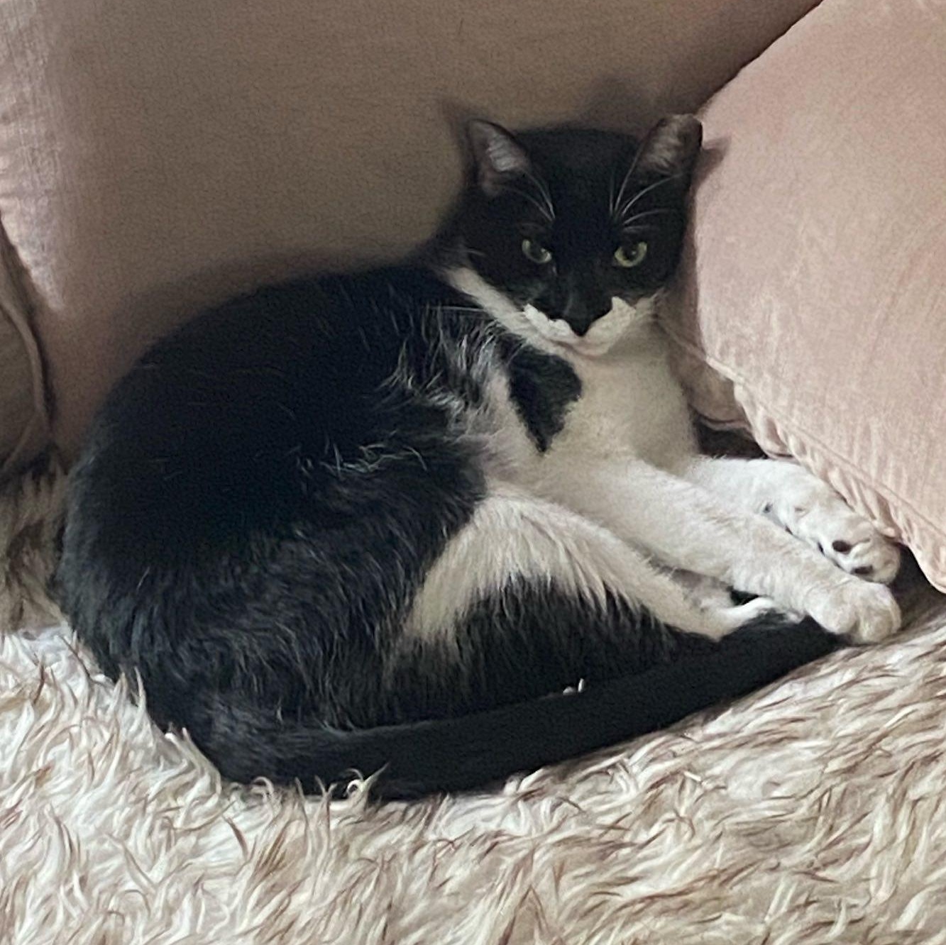 Bruce Wayne, ADOPTABLE, Adult Male Tuxedo.