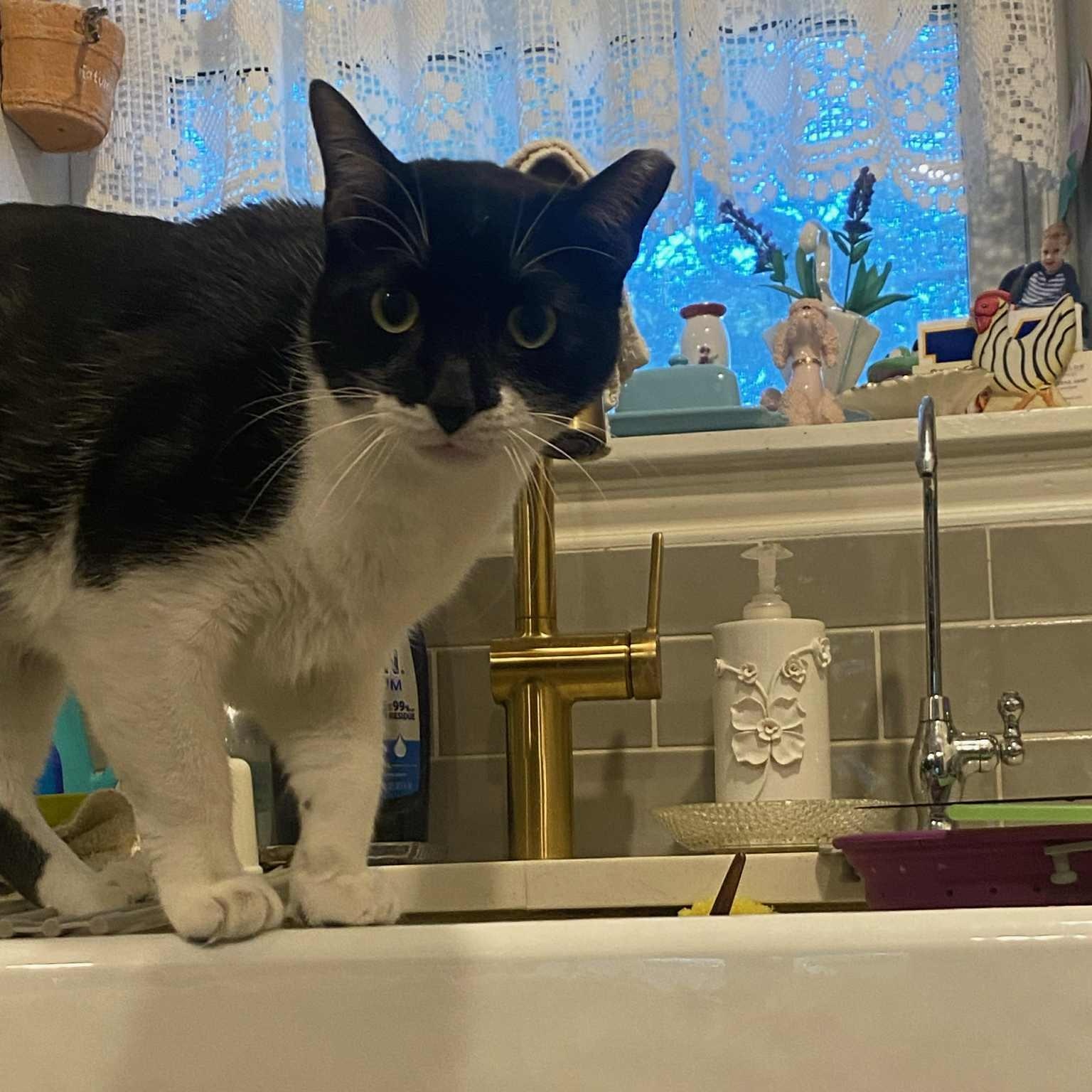 Enlarge Bruce Wayne, a ADOPTABLE mixed breed in Redmond, WA image 6/6