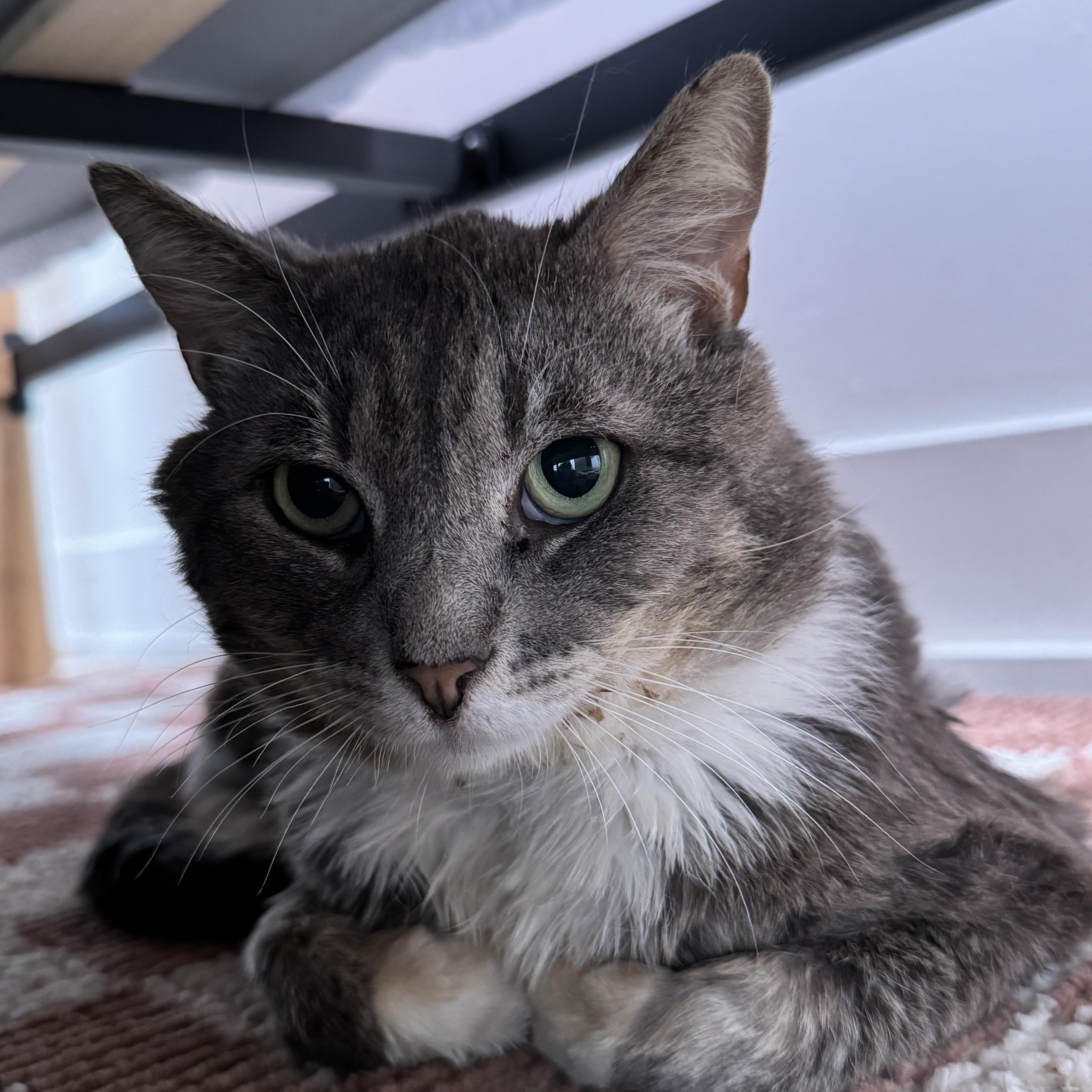 Tortellini was rescued by a temp foster after being on the euthanasia list at the high kill Downey s