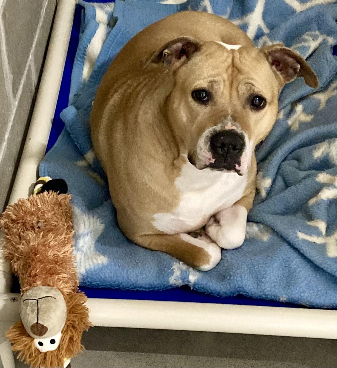 Little Miss Sunshine, Adoptable, Adult Female Pit Bull Terrier & Labrador Retriever.