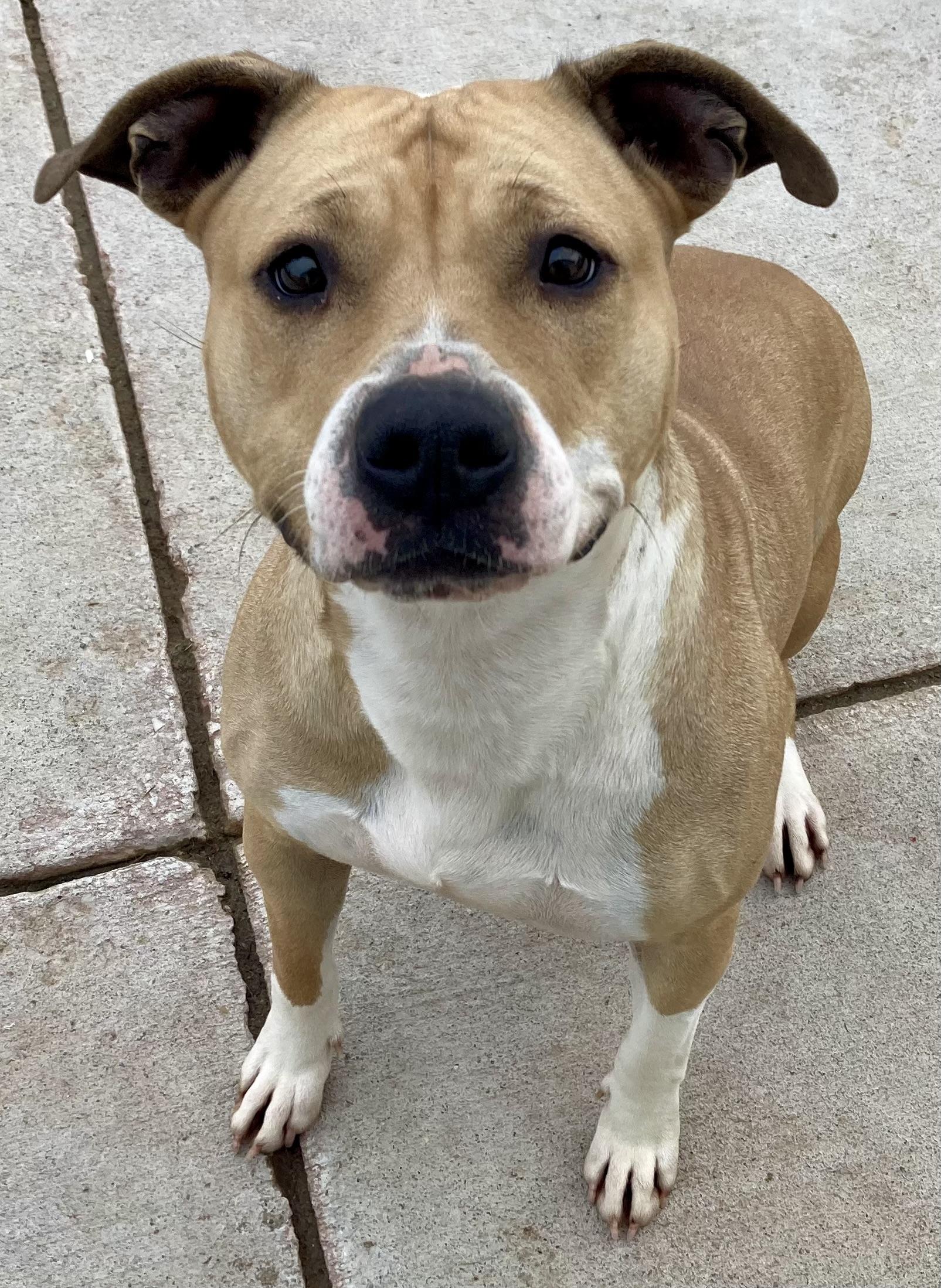 Little Miss Sunshine, a Adoptable mixed breed in Sandusky, MI image 2/3