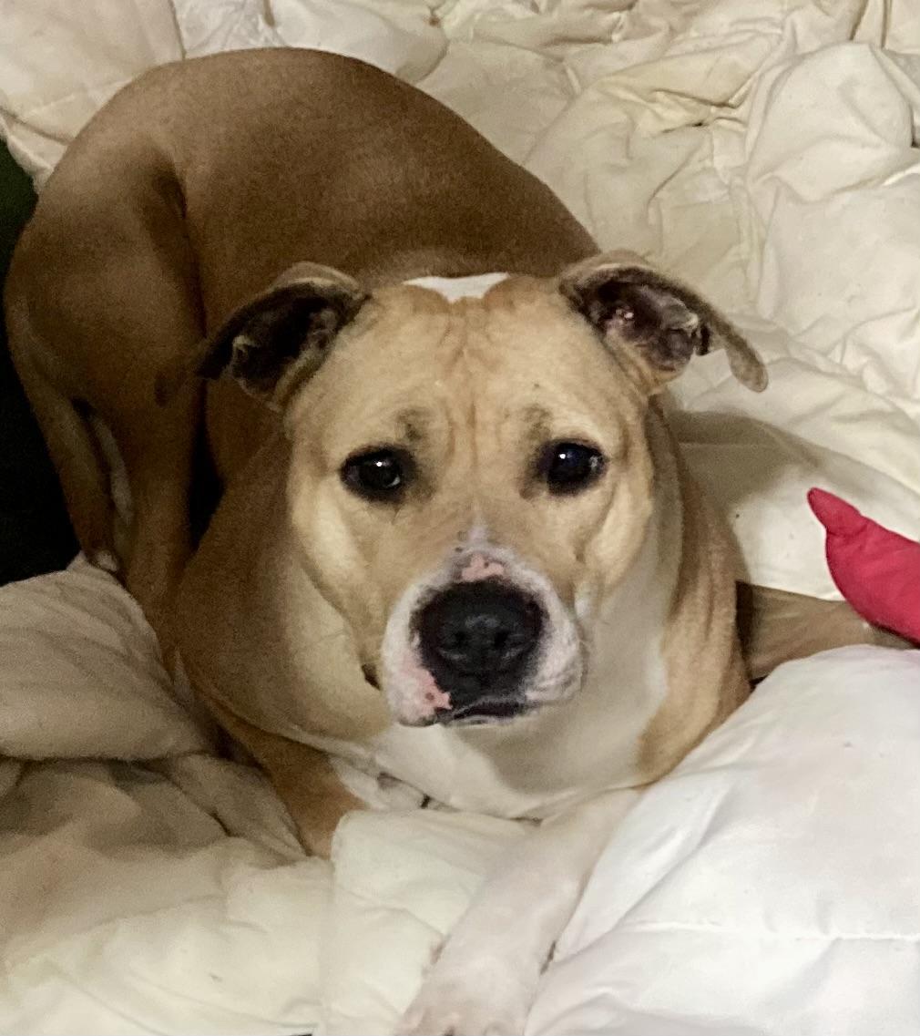 Little Miss Sunshine, Adoptable, Adult Female Pit Bull Terrier & Labrador Retriever.