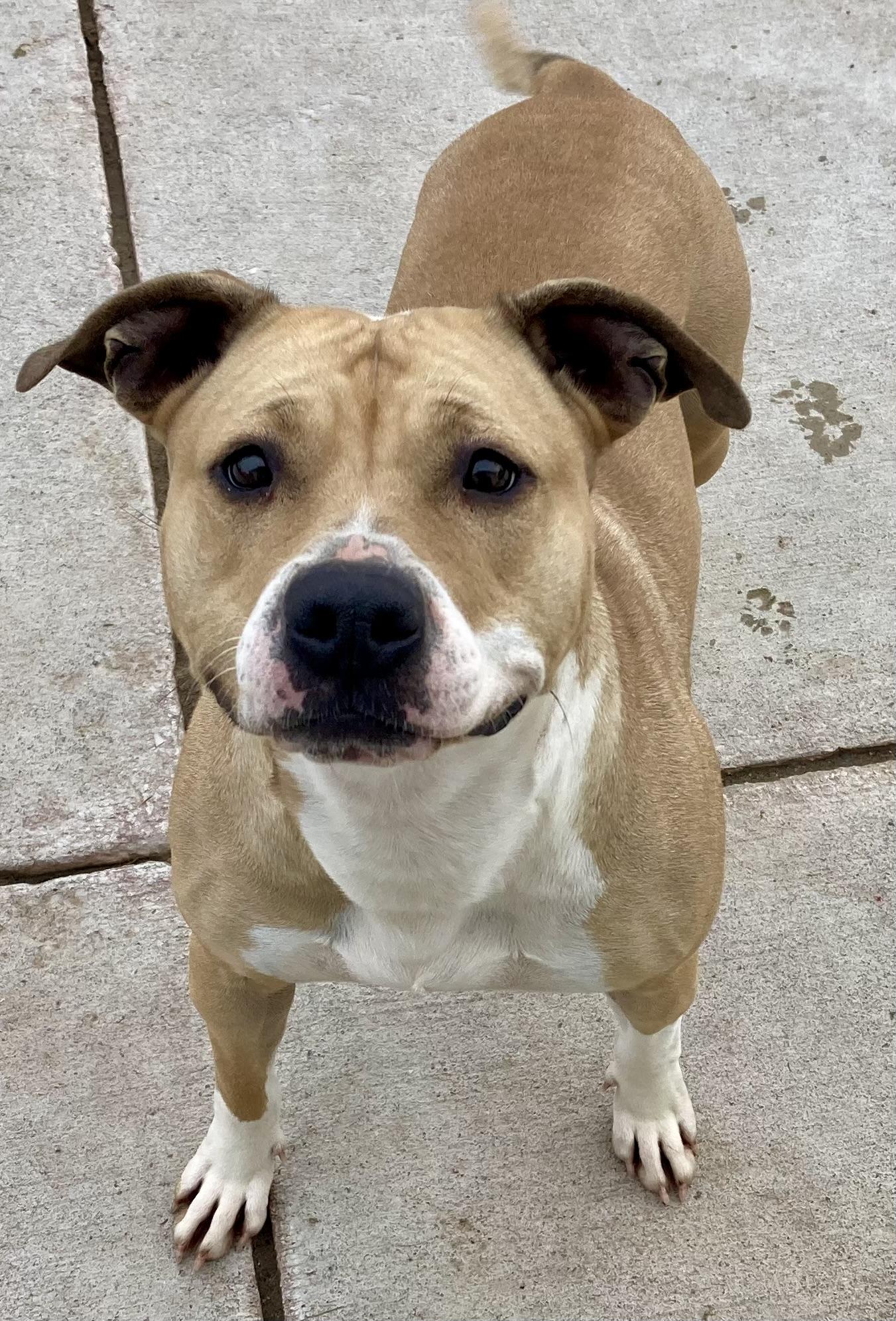 Little Miss Sunshine, a Adoptable mixed breed in Sandusky, MI image 3/3