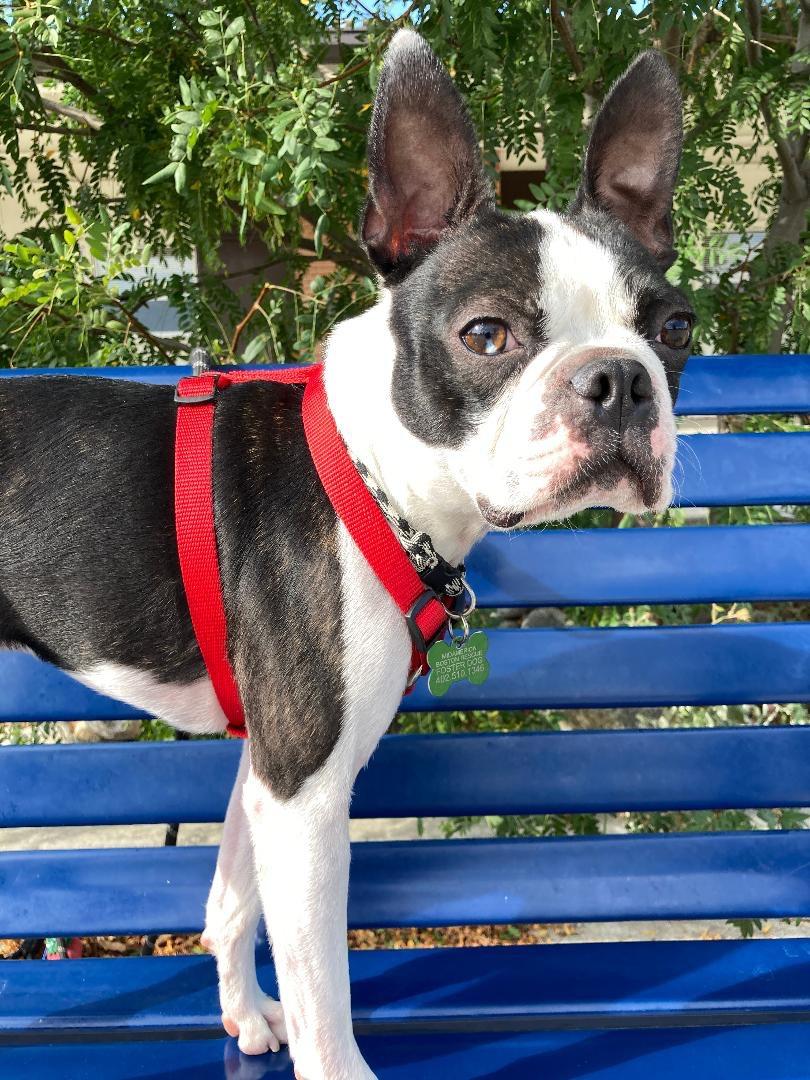 Enlarge Vinnie in CO, a Adoptable Boston Terrier in Littleton, CO image 2/6