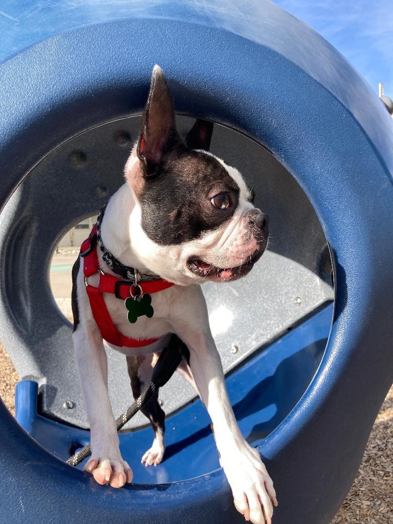 Enlarge Vinnie in CO, a Adoptable Boston Terrier in Littleton, CO image 5/6