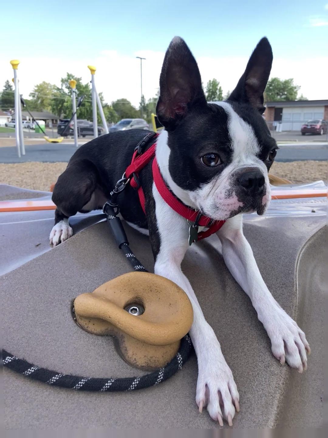 Enlarge Vinnie in CO, a Adoptable Boston Terrier in Littleton, CO image 3/6