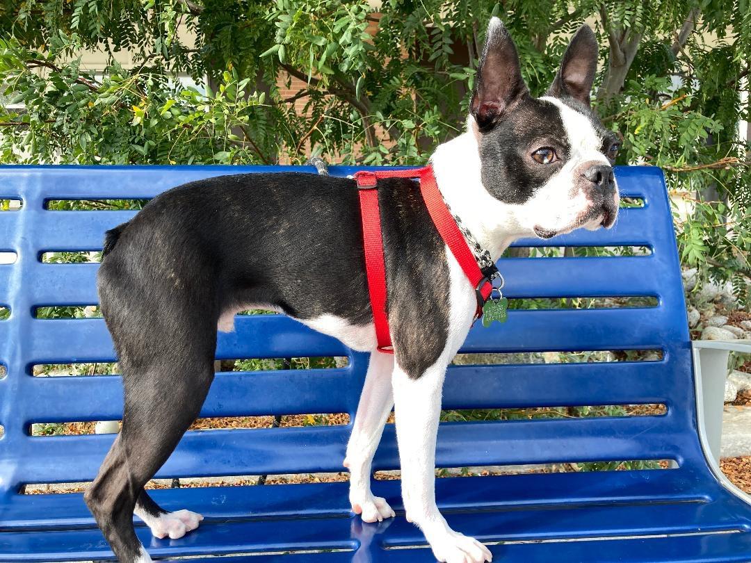 Enlarge Vinnie in CO, a Adoptable Boston Terrier in Littleton, CO image 6/6