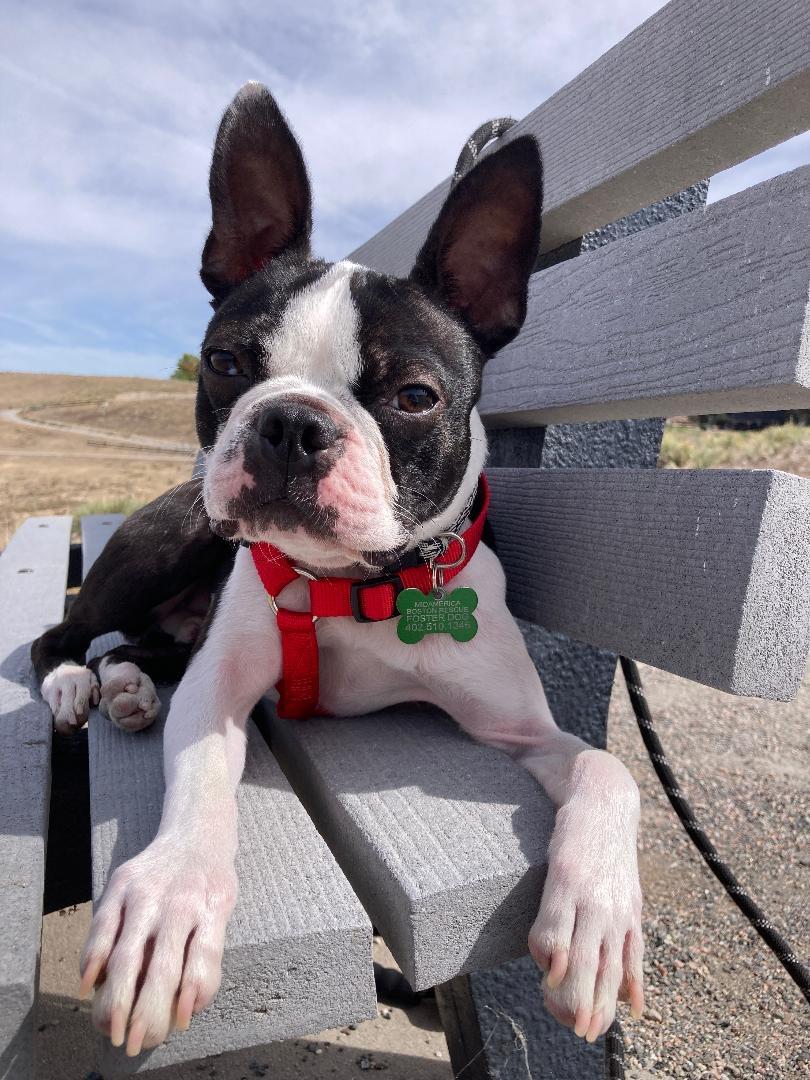 Enlarge Vinnie in CO, a Adoptable Boston Terrier in Littleton, CO image 4/6