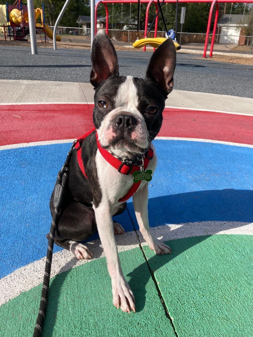 Vinnie in CO, Adoptable, Young Male Boston Terrier.