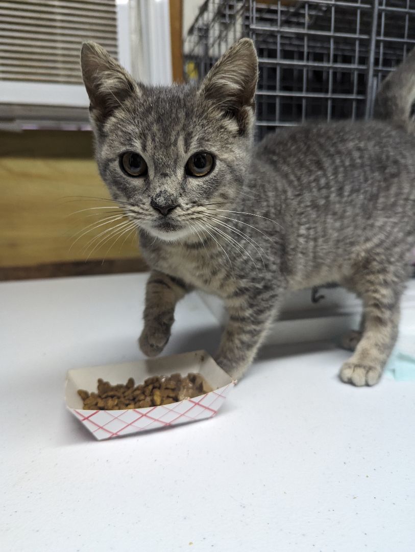 Aspen, Adopted, Kitten Female Domestic Short Hair.