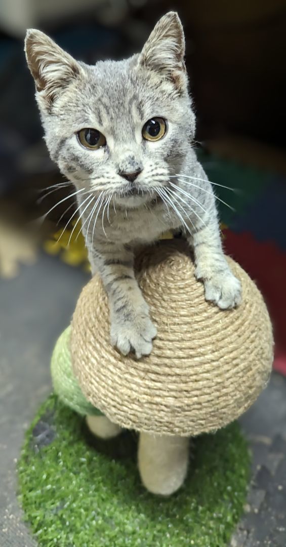 Aspen, a Adopted Domestic Short Hair in Spotsylvania, VA image 2/2