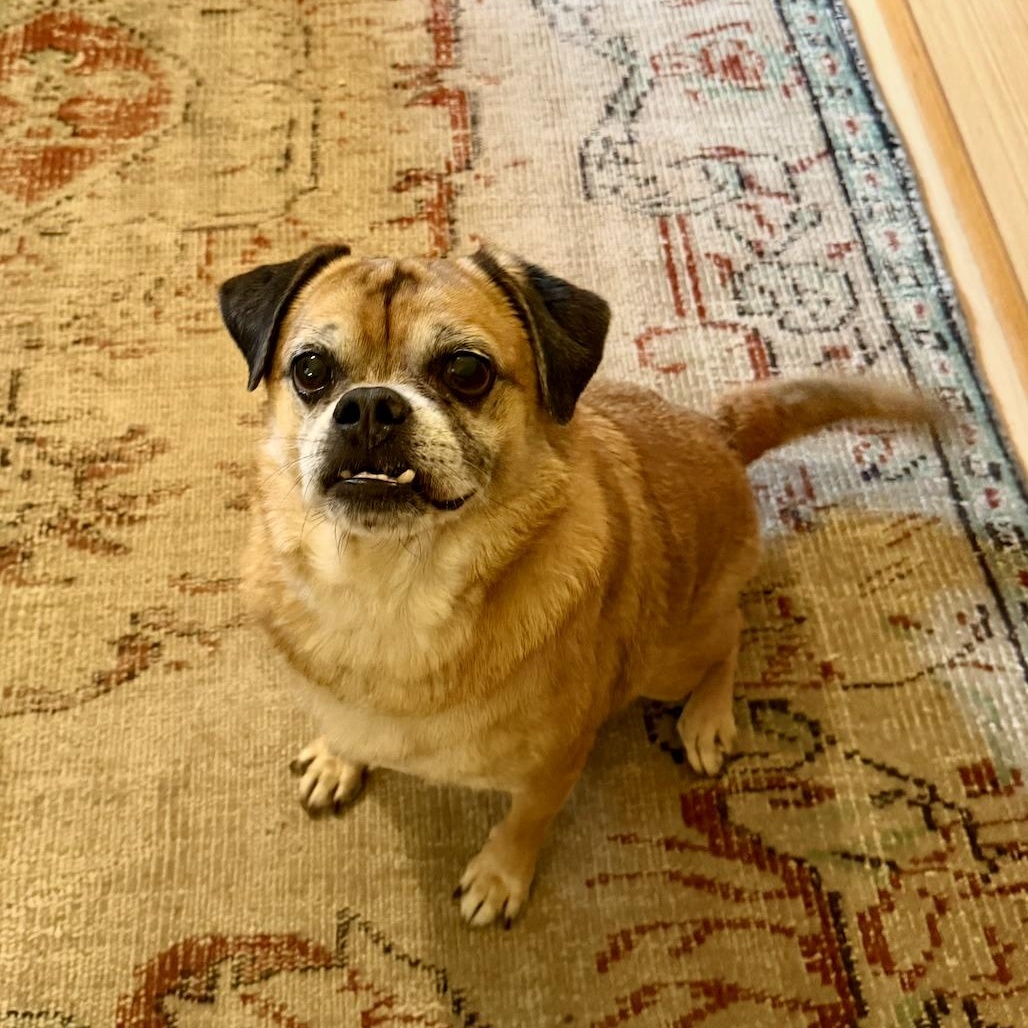 Enlarge Kringle, a Adoptable Pug in Brooklyn, NY image 4/5