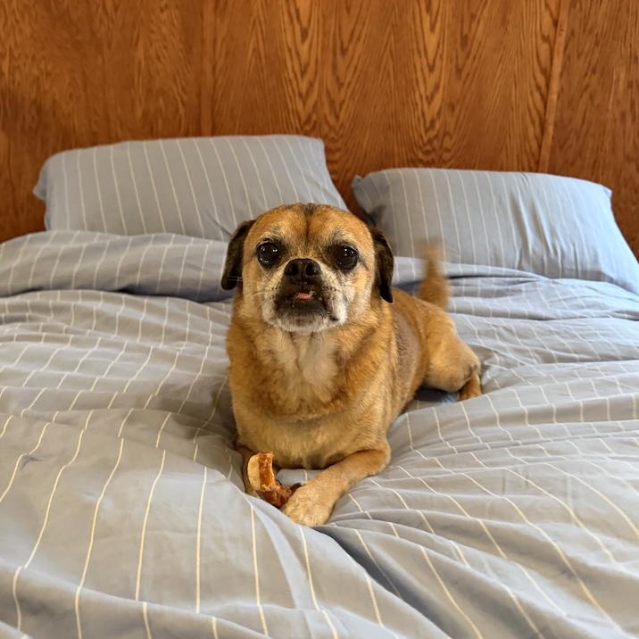 Enlarge Kringle, a Adoptable Pug in Brooklyn, NY image 2/5
