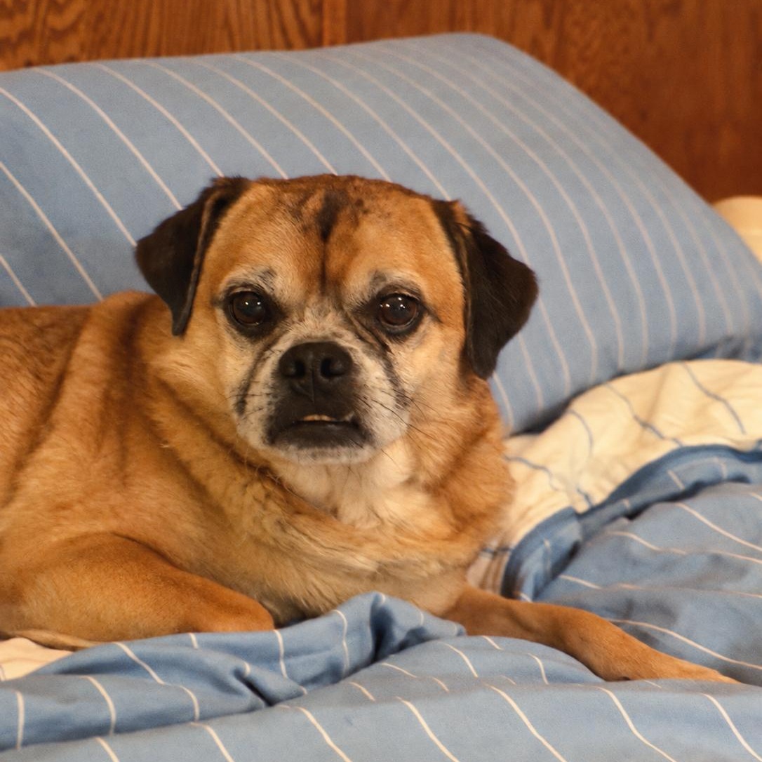 Enlarge Kringle, a Adoptable Pug in Brooklyn, NY image 3/5