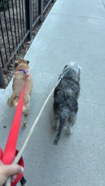 Enlarge Kringle, a Adoptable Pug in Brooklyn, NY video 5/5