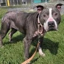 Maple, adoptable, Senior Female Pit Bull Terrier.