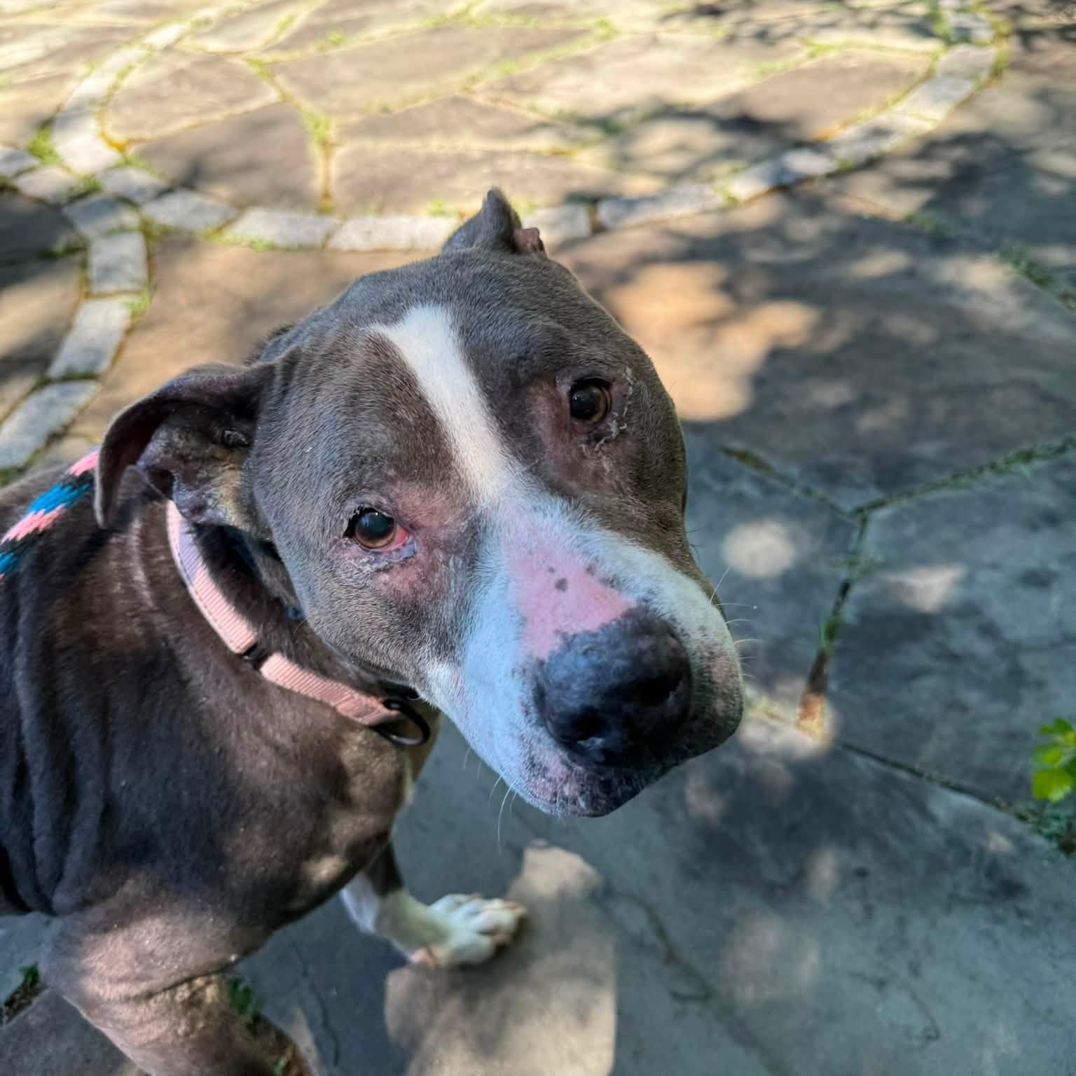 Enlarge Maple, an adoptable mixed breed in Severn, MD image 2/6