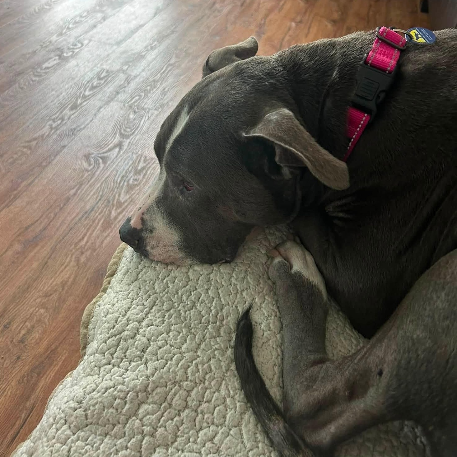 Enlarge Maple, an adoptable mixed breed in Severn, MD image 6/6