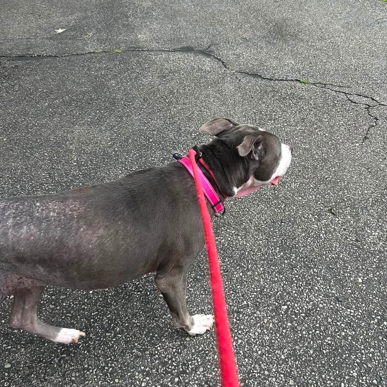 Enlarge Maple, an adoptable mixed breed in Severn, MD image 5/6